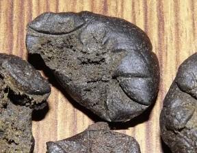 Parvati Regular Seeds