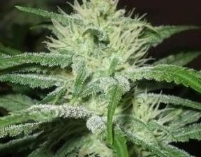 Speed Bud Auto Feminised Seeds