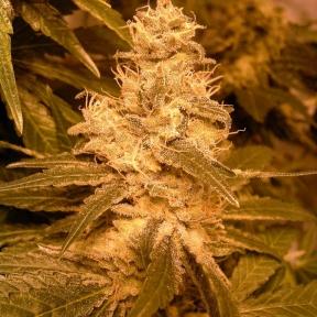 Kush Auto Feminised Seeds - Female