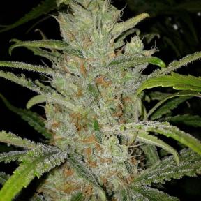 White Grapefruit Feminised Seeds - 4