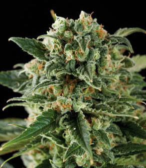 Critical auto feminised cannabis seeds
