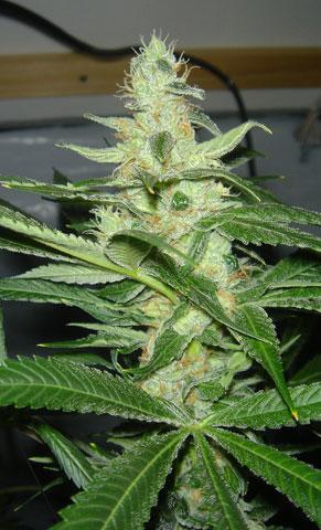 CheeseWreck Feminised Seeds - 5