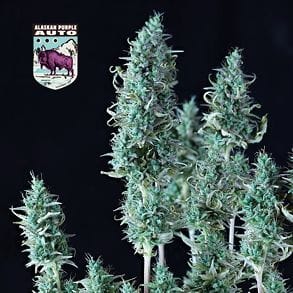 Alaskan Purple Auto Feminised Seeds - Image 10
