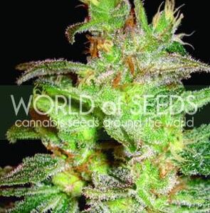 Northern Light x Big Bud Feminised Seeds