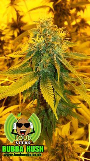 Pre 98 Bubba Kush Feminised Seeds