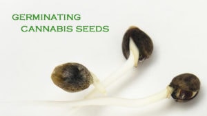 Our Cannabis Seed Germination Guide