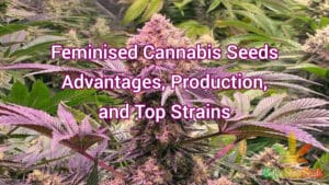 Die Kraft feminisierter Cannabissamen enthüllen: Vorteile, Produktion und Top-Sorten