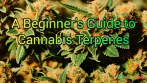 A Beginner’s Guide to Cannabis Terpenes: Understanding Their Importance and Benefits