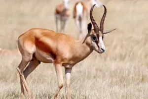 Hunt in South Africa Package with Copper Springbuck