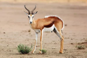 Hunting Packages in South Africa Springbuck