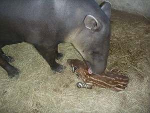 Lee más sobre el artículo Nacimiento de Tapir (<em>Tapirus bairdii</em>)