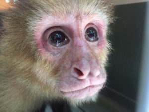 Lee más sobre el artículo Rescate de Monos Cara Blanca (<em>Cebus imitator</em>)