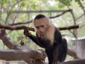 Lee más sobre el artículo El Mono Carablanca (Rescate)