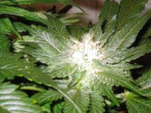 La Blanca Feminised Seeds