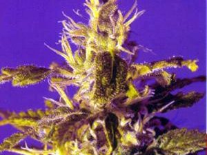 Kaboom (La Reina de Africa) Feminised Cannabis Seeds by Kannabia Seeds