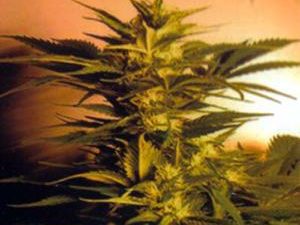 Skunk + (Power Skunk) Feminised Seeds