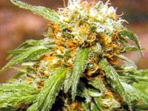 Thai Fantasy Feminised Seeds