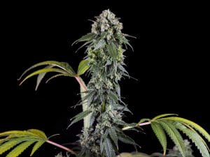 420 Punch Feminised Cannabis Seeds by Sensi Seeds