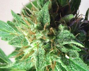 Afrodite Feminised Seeds