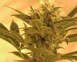 Big Band Feminised Seeds