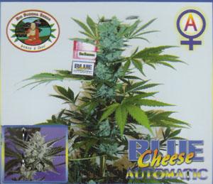 Blue Cheese Auto Feminised Seeds - Big Buddha - Image 2