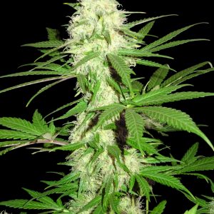 Sumo's Big Bud Feminised Weed Seeds by Sumo Seeds