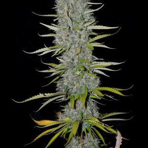 Appleberry Feminised Cannabis Seeds by Sumo Seeds