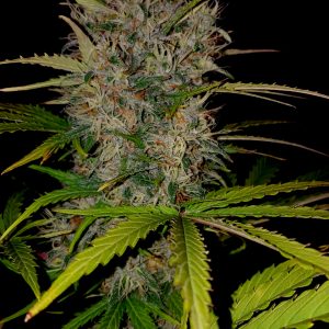 Berries & Cheese Feminised Cannabis Seeds by Sumo Seeds