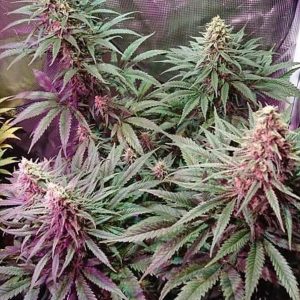 Crimson Skunk Feminised Seeds - 3 - Image 2