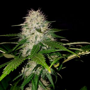 Sumo's OG Kush Feminised Seeds by Sumo Seeds