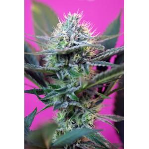 Speed + Auto Feminised Seeds
