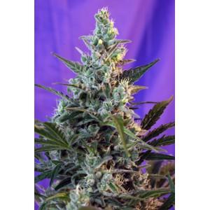 Sweet Skunk Auto Feminised Seeds