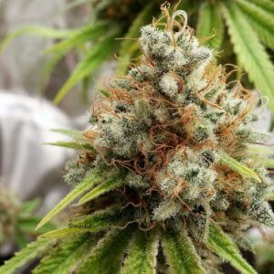 Herer Hashplant Regular Seeds - 11