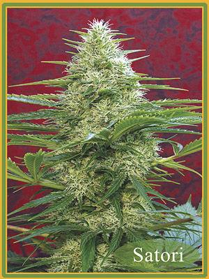 Satori Regular Seeds - 10 - Image 2