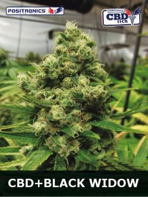 Black Widow CBD Feminised Seeds