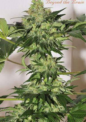 Beyond the Brain (Limited edition) Regular Seeds - 10