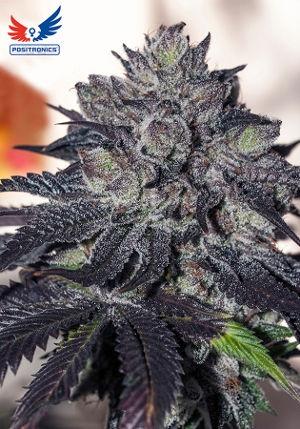 Gordo Master Kush (GMK) Feminised Cannabis Seeds by Positronic Seeds