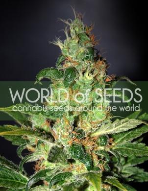 Chronic Haze Feminised Seeds