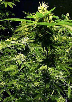Master Kush Feminised cannabis seeds from Dutch Passion