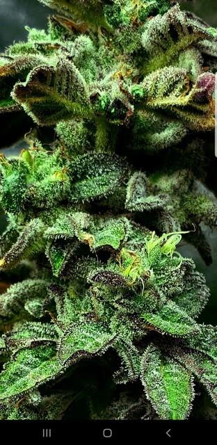 Strawberry Cane Feminised Seeds - 6 - Image 2
