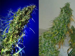Brainstorm Haze X G13 Regular Seeds - 5