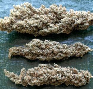 Brainstorm Haze Regular Seeds - 5