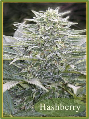 Hashberry Regular Seeds - 10