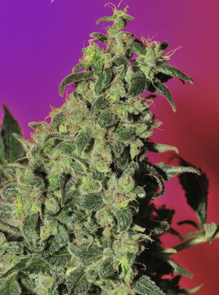 Point of No Return Regular Seeds - 10 - Image 2