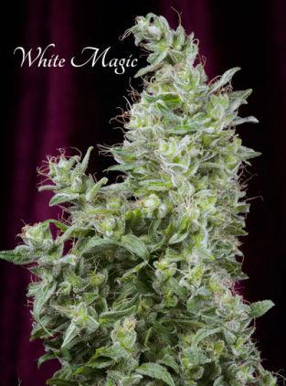 White Magic Feminised Seeds - Image 2