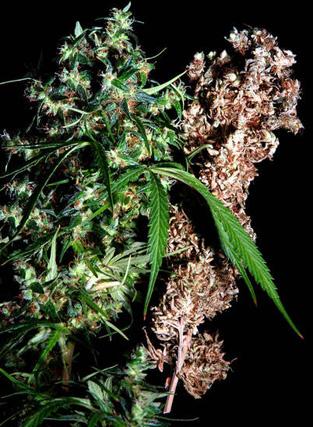 Brainstorm Haze X G13 Regular Seeds - 5 - Image 2