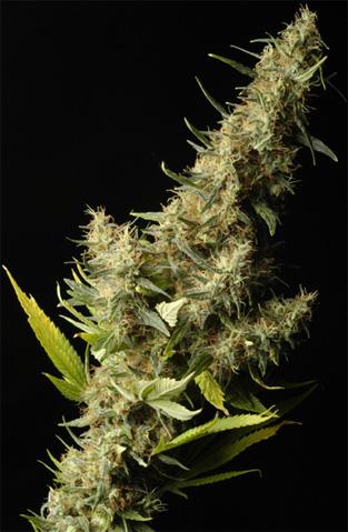 Southern Lights Regular Seeds - 5