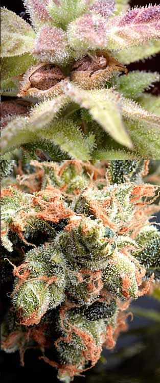 CannaSutra Regular Seeds - 5
