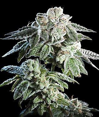 Girl Scout Cookie Feminised Seeds