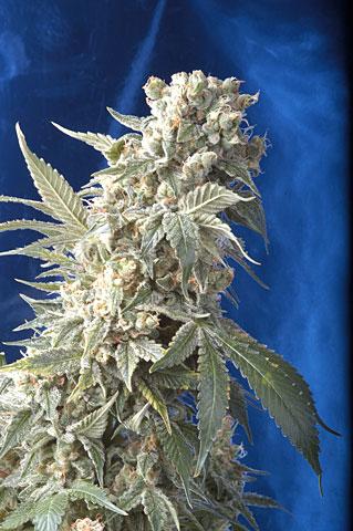 AK47 Feminised Cannabis Seeds by Serious Seeds